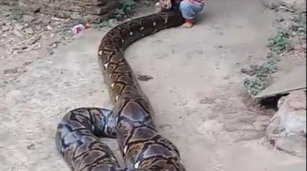 copil la joaca cu un piton uria video