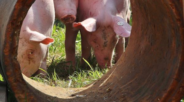 incendiu la o ferma de porci din braila afectata de pesta porcina