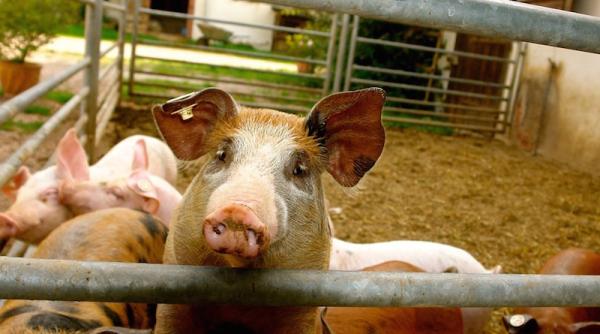 cre tere porci petre daea nu poate sa fie alt ordin