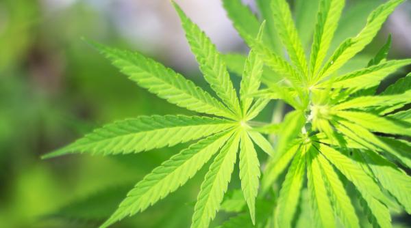 georgia planta ie de marijuana medicinala pentru export