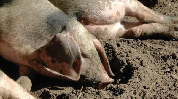 pesta porcina africana in belgia alerta in franta