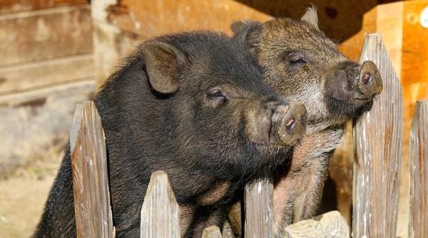 alerta pesta porcina belgia experti europeni