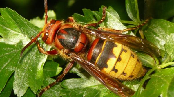 isu interven ie impotriva gargaunilor