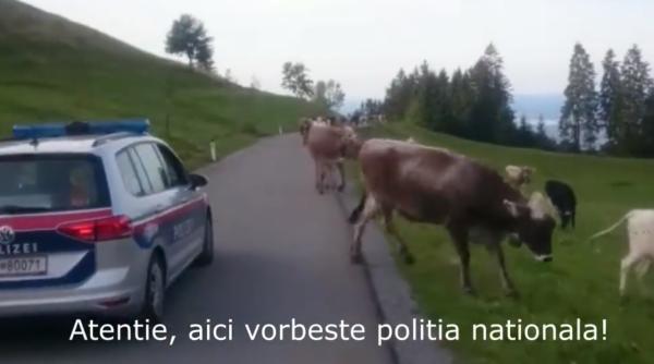 poli ia austriaca faza zilei roaga vacile sa elibereze strada