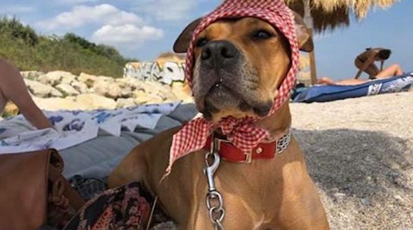 accident garoafa se cauta catelul