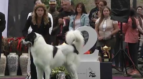 ciobanesc romanesc de bucovina la dracula dog show in a teptarea recunoa terii interna ionale