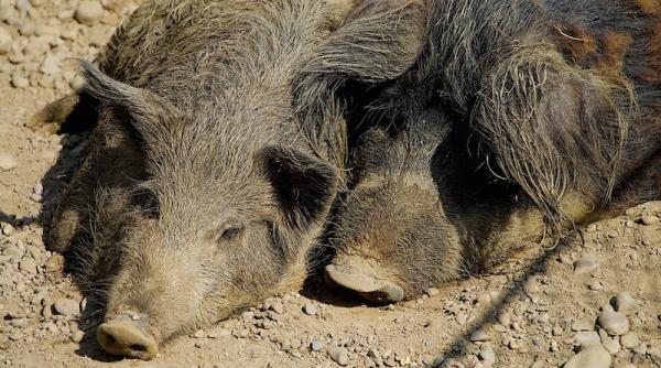 dambovita primul caz de pesta porcina confirmat in judet