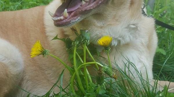 saliva cainilor i pisicilor pericol de transmitere a unei bacterii agresive