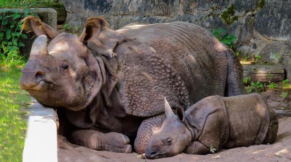 africa ecologi tii revolta i de eliberarea unui uciga de rinoceri