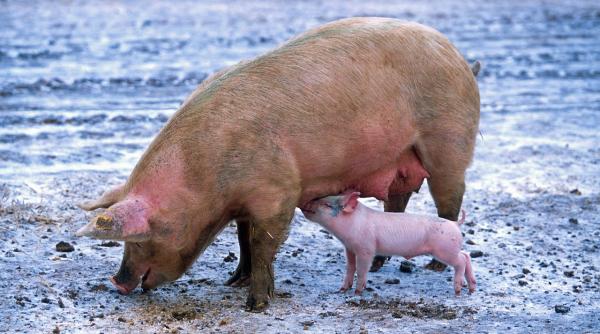 pesta porcina masuri nini sapunaru pnl sa nu creada cineva ca boala nu intra in romania