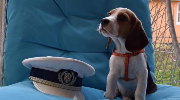 scoli agenti poli ie admitere sesiune ianuarie 2019