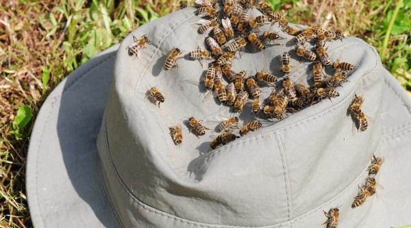 turi ti ataca i de albine de urgen a la spital salvamonti tii au intervenit