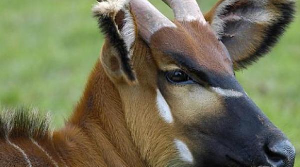 marea britanie bestia incornorata cautata de politi ti