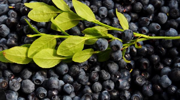 alimentele inchise la culoare pline de antioxidan i beneficii uria e