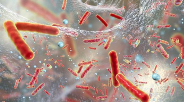 e coli descoperire incredibila bacteria care a ucis trei copii romani