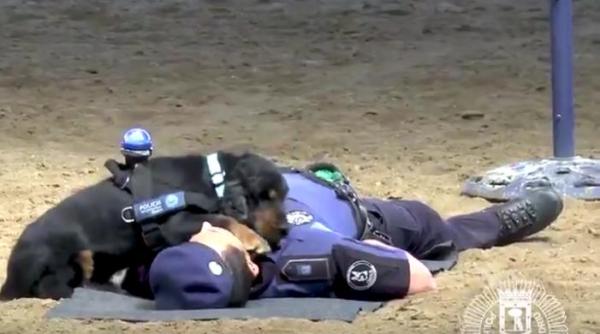 senat lege pentru animalele care au apar inut institu iilor