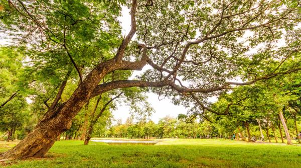 parc ior  teren retrocedat  usr  solicitare catre primaria sectorului 3