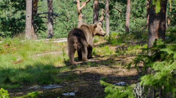 mures familie atacata de urs