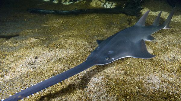 pestele fierastrau un dinozaur descoperit intr un rau din australia