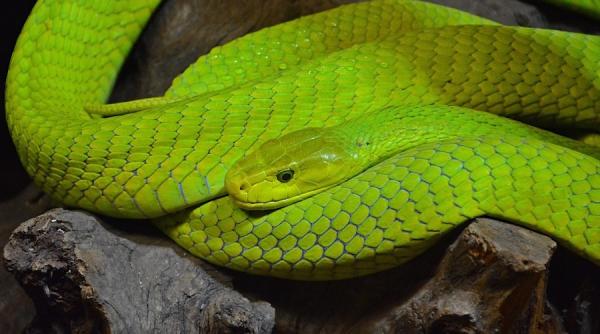 teroare in praga un sarpe mamba liber in oras