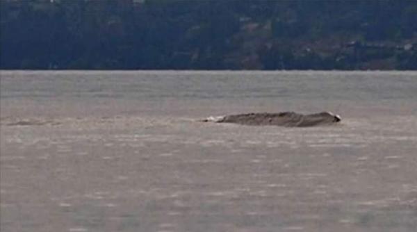 ogopogo monstrul misterios supranumit loch ness din canada