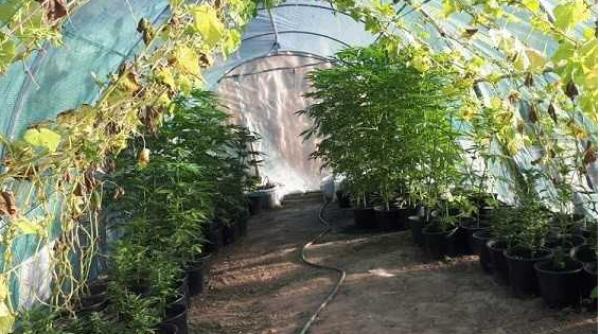 arad cultura de cannabis descoperita intr un sat