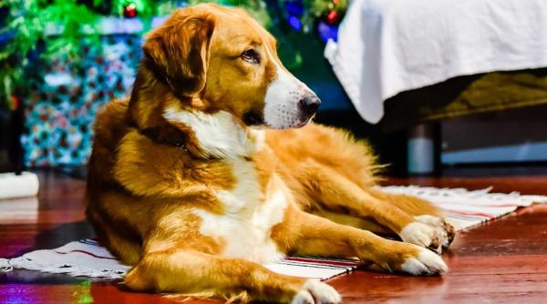 sa l gasim pe tom caine pierdut mobilizare pentru cautarea lui in bucuresti