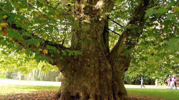 brasov arbore de 300 de ani gazda pentru alti patru copaci cum e posibil