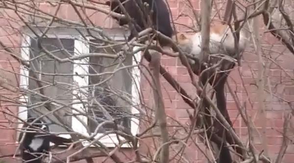 ingrijitor de pisici anunt public de angajare