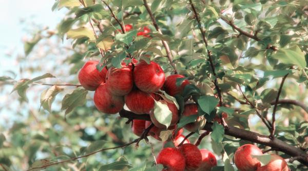 topolovatu mare avea  la revolutie  ceea ce acum isi doreste toata lumea  primarul ovidiu dota  m a durut sufletul