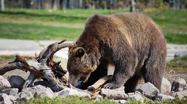ursoaica cu pui  in centrul fagarasului