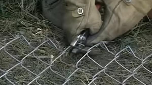 pesta porcina gard intre franta si belgia