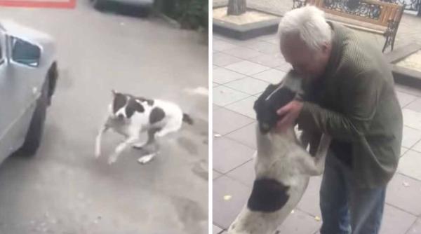 stapan reintalnire caine pierdut dupa trei ani momentul emotionant video