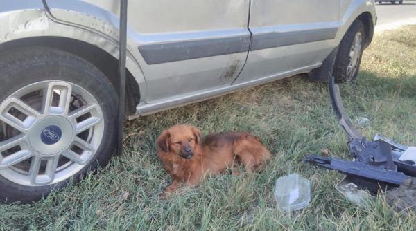 accident pantelimon gestul emotionant al politistilor dupa ce au gasit un caine la fata locului