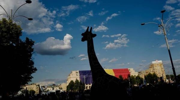 interzis la proteste spontane sora la girafa avem voie