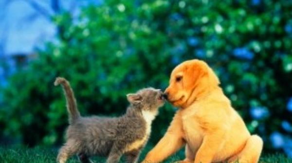 politia animalelor bucuresti  serviciu infiintat in cadrul politiei locale