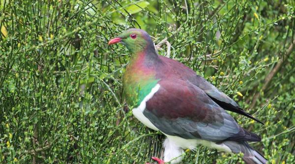 porumbelul kereru pasarea anului in noua zeelanda