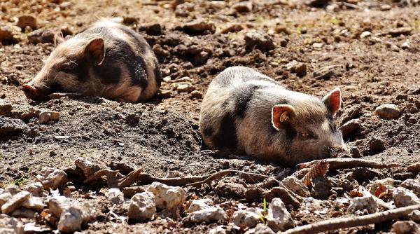 pesta porcina lovitura pentru moldova