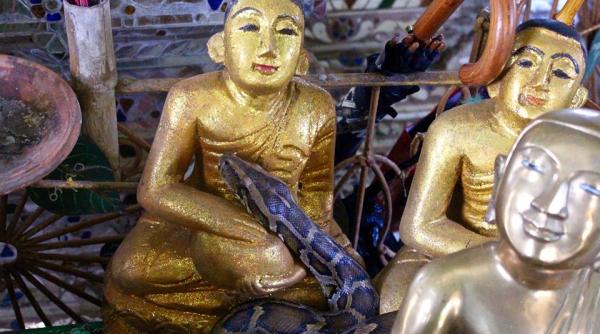 templu myanmar refugiu pentru pitoni credinciosii se inchina lor
