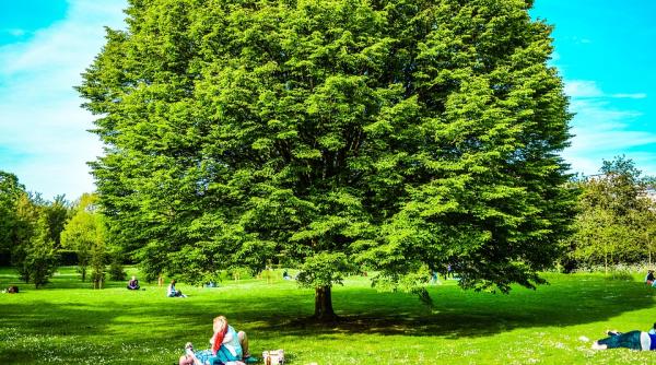 fructe si ciuperci din parcurile regale numarul culegatorilor crestere alarmanta