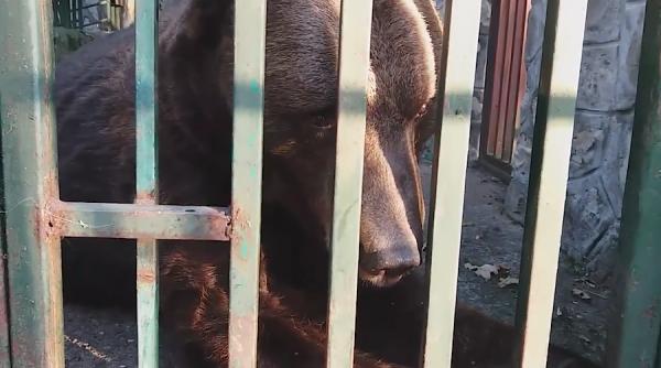 ursuletul fara nume a ajuns la libearty sanctuarul de ursi zarnesti