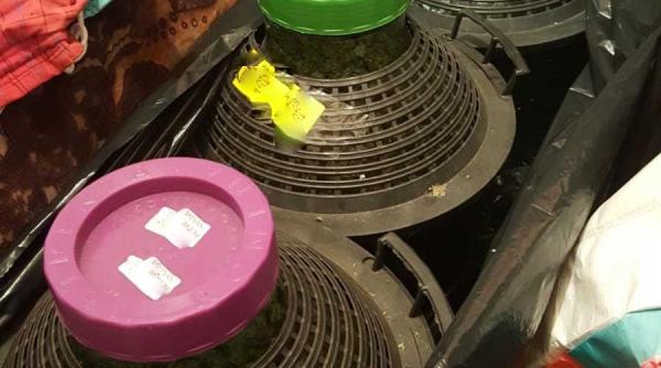 arad trafic de droguri au gasit peste 50 de kilograme