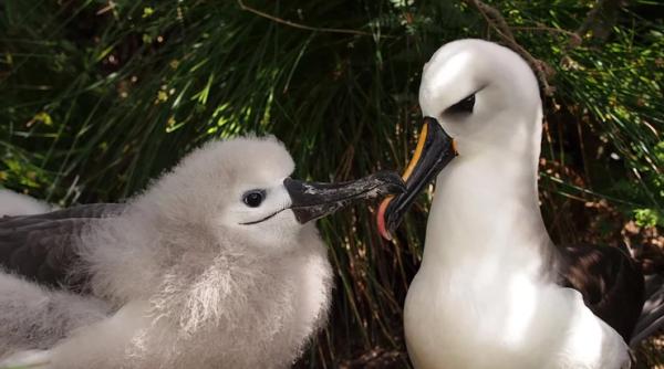 o specie rara de albastros amenintata de soareci uriasi
