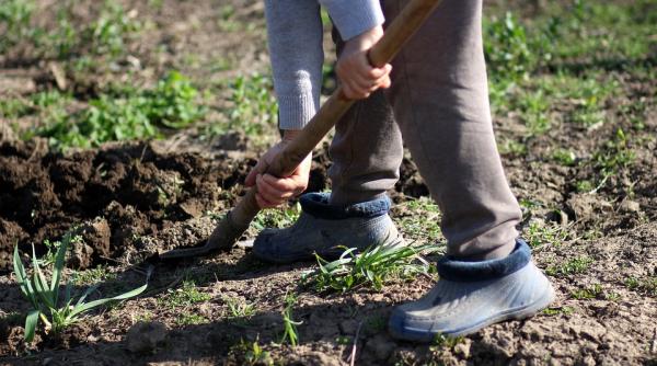 registrului zilierilor proiect asistatii social ar putea obtine venituri suplimentare