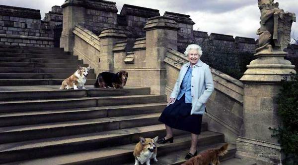 whisper ultimul caine corgi al reginei elisabeta a ii a a decedat