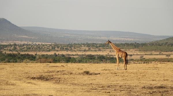 wwf fauna salbatica in pericol clima destabilizata rauri epuizate paduri defrisate