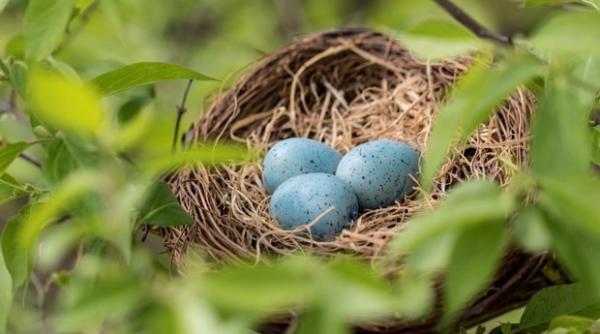 arta colorarii oualelor mostenire de la dinozauri