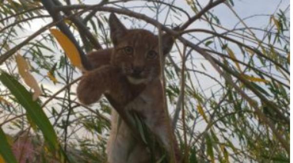 brasov un pui de ras ratacit salvat de jandarmi