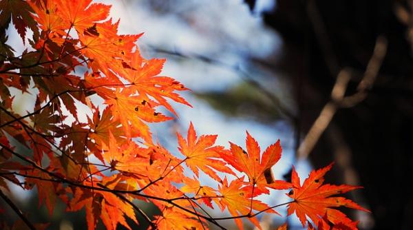 anm prognoza meteo informatii actualizate