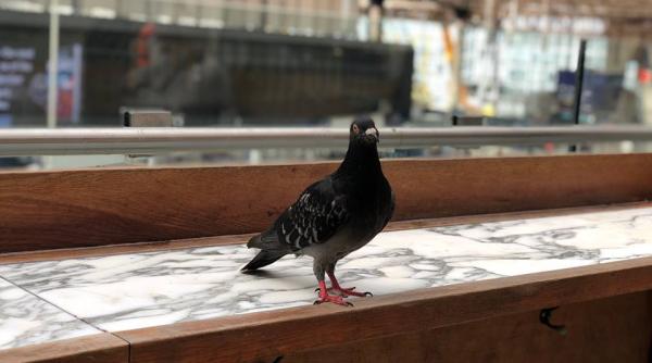 gara waterloo un uliu recrutat sa alunge porumbeii